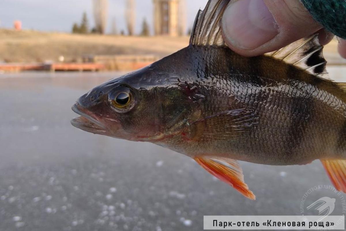 Купить рыбу в пензе. Рыбы Пензенского края.