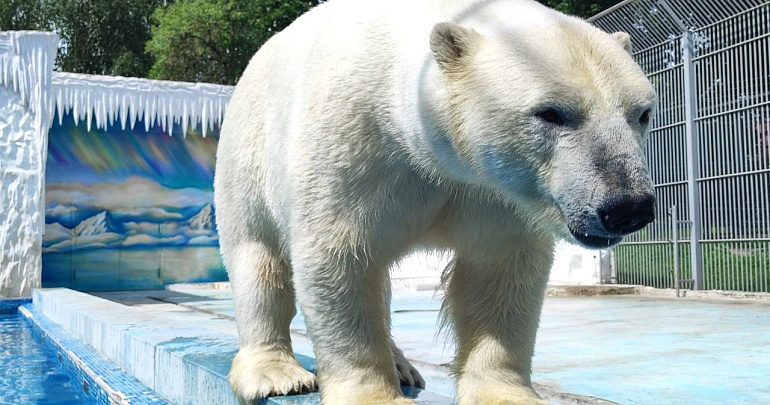Пензенский зоопарк переходит на новый режим работы